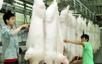 56% lò mổ gia súc, gia cầm ở Hà Nội chưa được kiểm soát