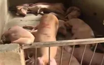 Lò mổ gia súc gây ô nhiễm môi trường trầm trọng