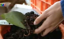 Nuôi giun đất - lối thoát nghèo cho nông dân Guatemala