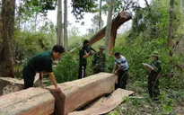 Quảng Trị: Phát hiện vụ khai thác gỗ trái phép tại biên giới