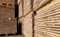 Công nghệ sản xuất gỗ ván từ nấm