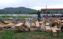Lâm Đồng: Bắt 2 đối tượng phá rừng, khai thác hơn 300m3 gỗ trái phép