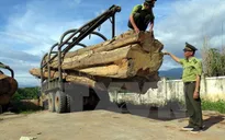 Bắt 2 xe chở gỗ lậu khối lượng lớn tại Kon Tum