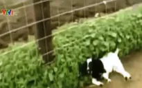Hài hước những chú dê thích... ngất xỉu
