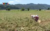 Quảng Trị: Nguy cơ thiếu đói do nắng hạn kéo dài