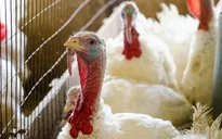 Cúm gia cầm H5N2 lây lan với tốc độ đáng báo động tại Mỹ