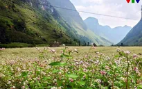 Đẹp nao lòng mùa hoa tam giác mạch ở Hà Giang