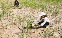36 địa phương được hỗ trợ khắc phục hậu quả hạn hán