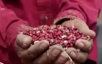 El Salvador thử nghiệm giống đậu chống hạn hán