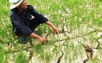 Hỗ trợ 11 địa phương khắc phục hậu quả thiên tai