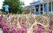 ĐBSCL: Giá hành tím bất ngờ tăng mạnh trở lại