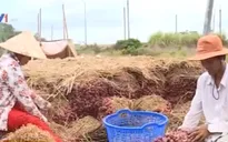 Sóc Trăng: Thiếu quy hoạch trồng hành tím tại Vĩnh Châu