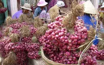 Số người mù cao bất thường ở vựa hành tím Vĩnh Châu