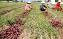 Tăng cường mối liên kết 4 nhà trong nông nghiệp