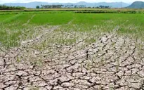 Hỗ trợ 11 địa phương khắc phục hậu quả hạn hán
