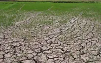 Hạn hán ở Tây Nguyên ngày càng khốc liệt