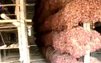 Sóc Trăng: Hành tím chất đống, nông dân điêu đứng