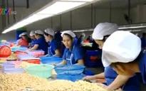DN sản xuất hạt điều gặp khó khi nguồn nguyên liệu bấp bênh