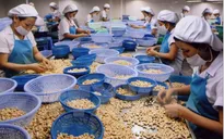 Năm 2014: Xuất khẩu của ngành Điều đạt mức kỷ lục