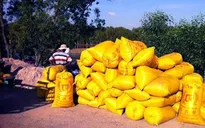 Tiến độ thu mua gạo tạm trữ đạt chậm