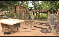 Kon Tum: Đào tạo nghề ở nông thôn không đi đôi với hành nghề?