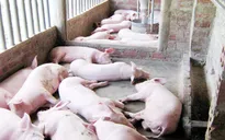 Đồng Nai: Tăng cường kiểm soát dịch bệnh trên heo