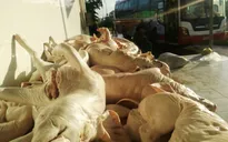 TP.HCM: Phát hiện gần 1 tấn heo sữa và mỡ bẩn