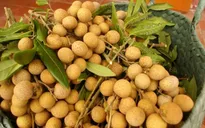 ĐBSCL: Nhãn đầu vụ được giá