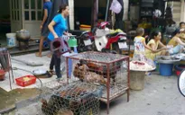 Ngăn chặn dịch bệnh xâm nhập từ gia súc, gia cầm lậu