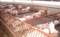 Đồng Nai: Giá lợn hơi giảm mạnh sau thông tin sử dụng chất cấm