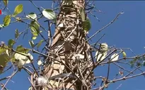 Nhiều nông dân Gia Lai “trắng tay” vì bệnh “chết nhanh, chết chậm” ở hồ tiêu