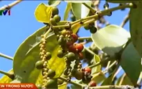 Giá hồ tiêu tăng bất thường