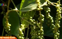 Quảng Trị: Hồ tiêu được mùa, được giá