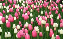 Nghề trồng hoa Tulip Hà Lan bị cạnh tranh khốc liệt