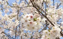 Lễ hội hoa Anh đào sẽ diễn ra tại Quảng Ninh
