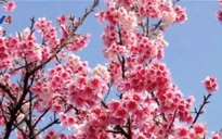 Hà Nội đón nhận 161 cây hoa anh đào do tỉnh Fukushima trao tặng