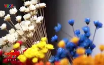 Kỳ lạ loài hoa cúc không tàn trong… 10 năm