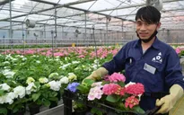 Việt Nam - Nhật Bản hợp tác trồng hoa xuất khẩu
