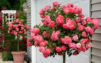 Hoa hồng Tree rose: Độc lạ và đắt đỏ