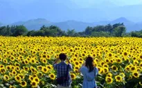 30-hectare sunflower farm stuns visitors