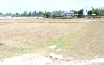 Bình Định: 12.000 ha lúa, hoa màu khô hạn nghiêm trọng