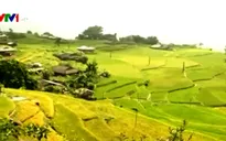 Tôn vinh văn hóa truyền thống và vẻ đẹp ruộng bậc thang