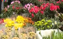 Nhộn nhịp đường hoa chợ Bưởi ngày cận Tết