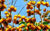Tăng cường hợp tác nông nghiệp Việt Nam - Nhật Bản
