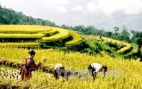 Từ 24/9, bắt đầu Tuần Văn hóa du lịch ruộng bậc thang Hoàng Su Phì