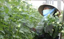 Hoa hồng Đà Lạt tăng giá dịp 20/10