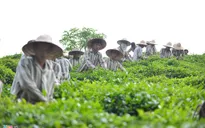 Vợ chồng phạm nhân đặc biệt cùng ra tù trong ngày đặc xá