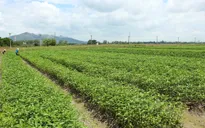 Nông dân thờ ơ, hợp tác xã nông nghiệp hoạt động cầm chừng