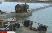 Thái Bình: Mưa kéo dài, hàng trăm hộ dân phải bán tôm non