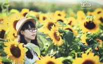 Cánh đồng hoa hướng dương – Điểm đến tuyệt đẹp của xứ Nghệ